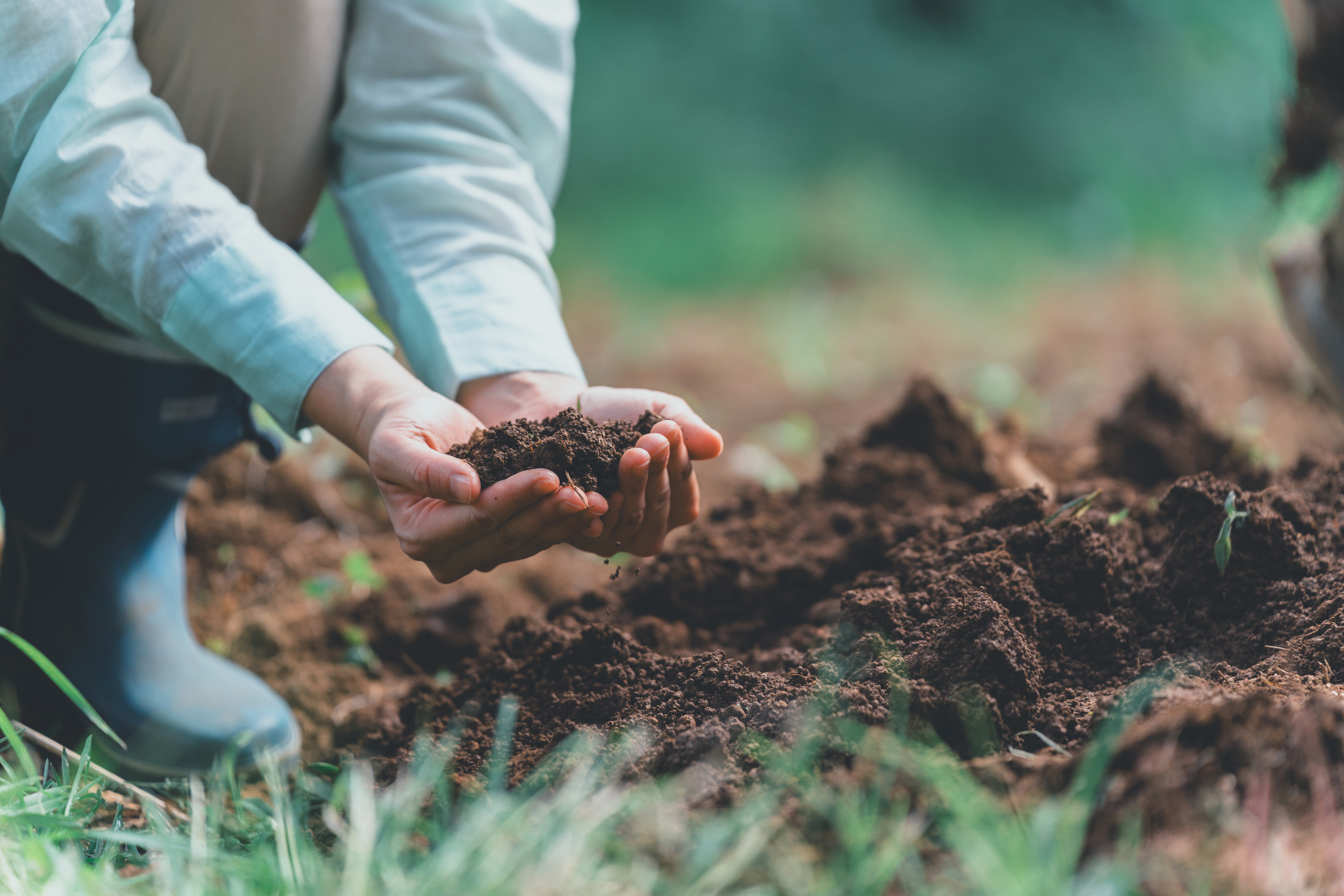 朝もやの中の田んぼ