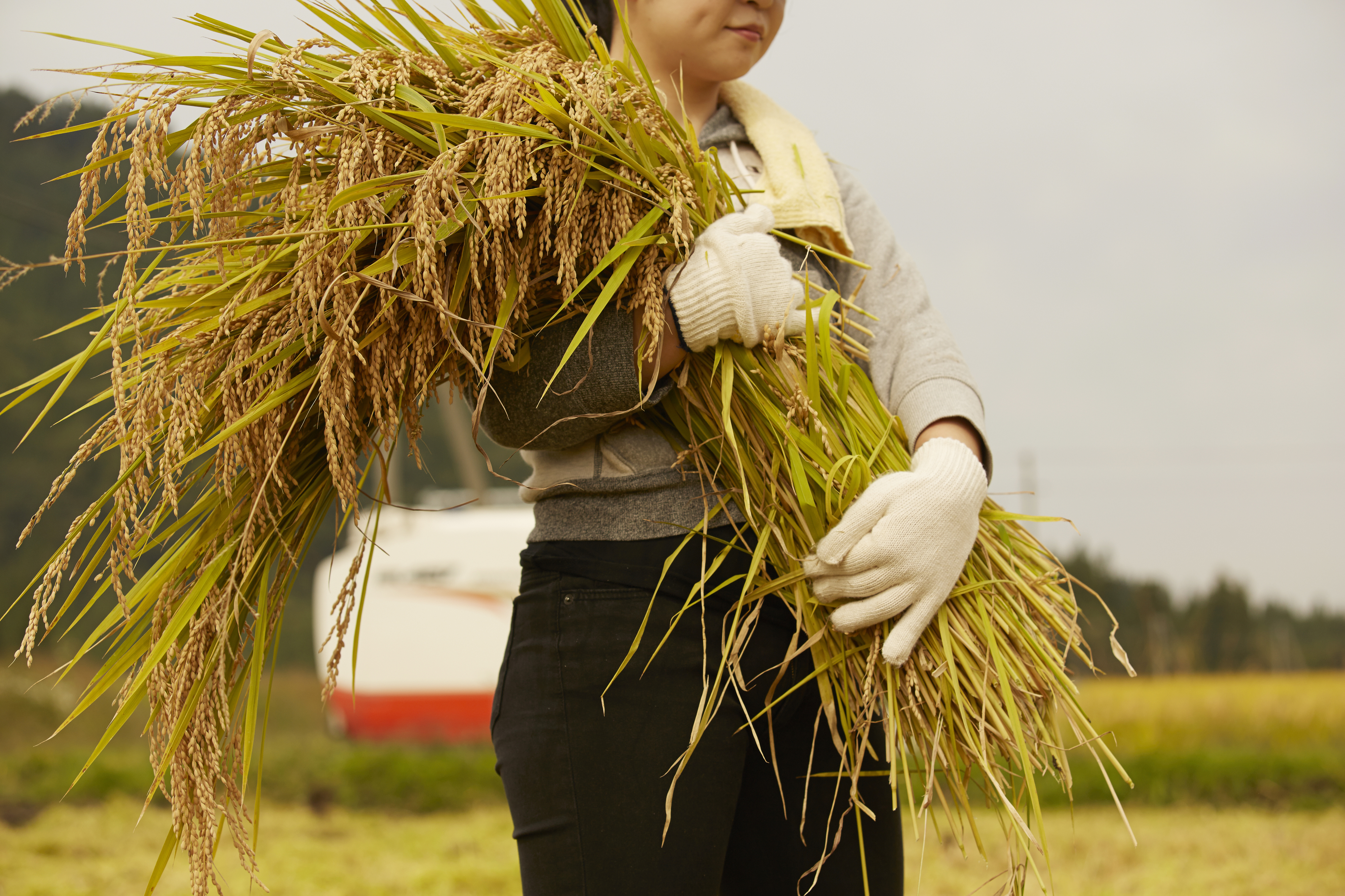 炊きたてのご飯