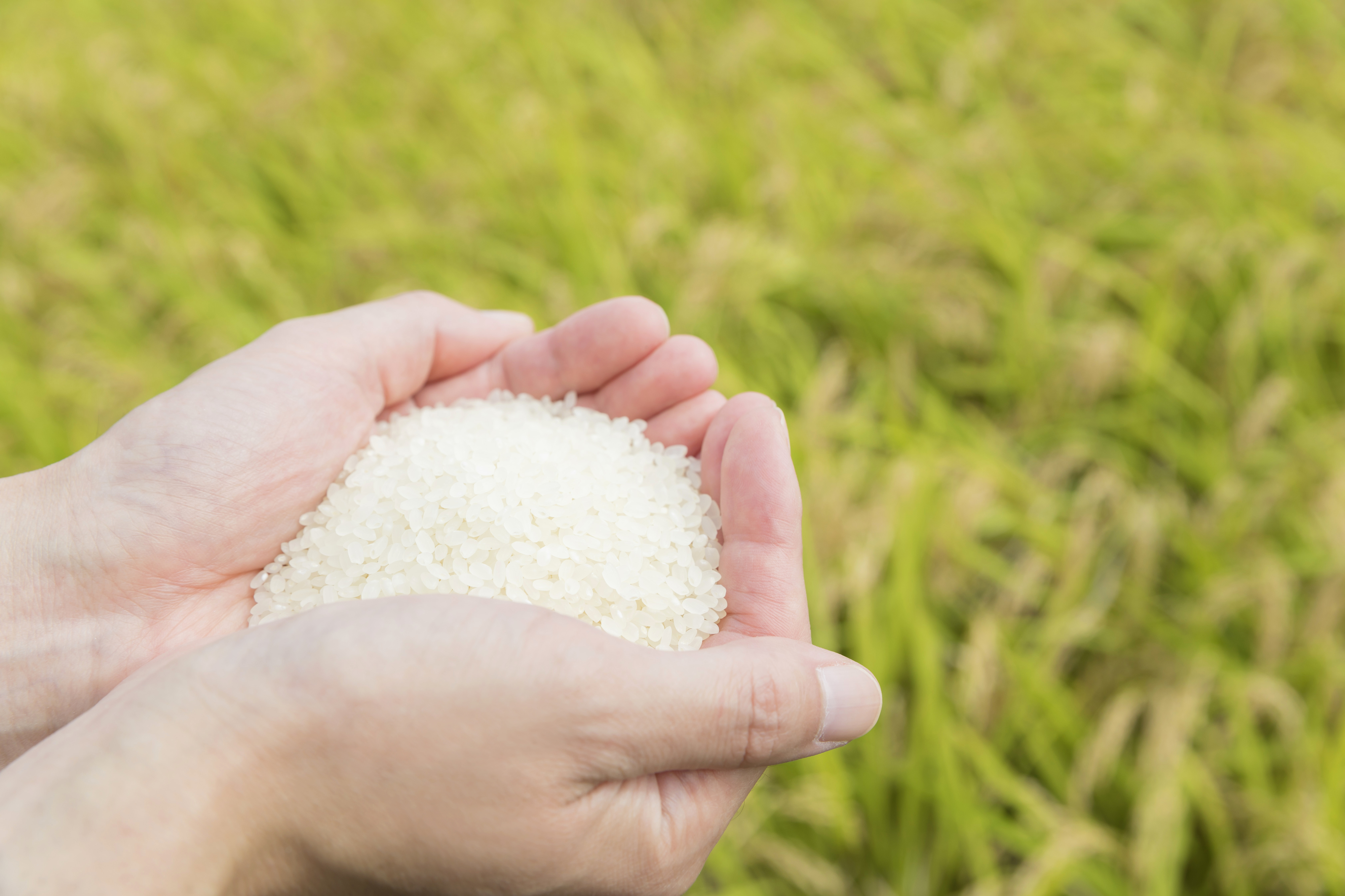 田んぼに立つ人の後ろ姿